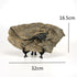 Dinosaur Fossil Statue - My Own Cosmos