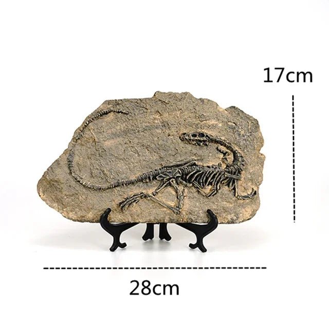 Dinosaur Fossil Statue - My Own Cosmos