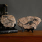 Dinosaur Fossil Statue - My Own Cosmos