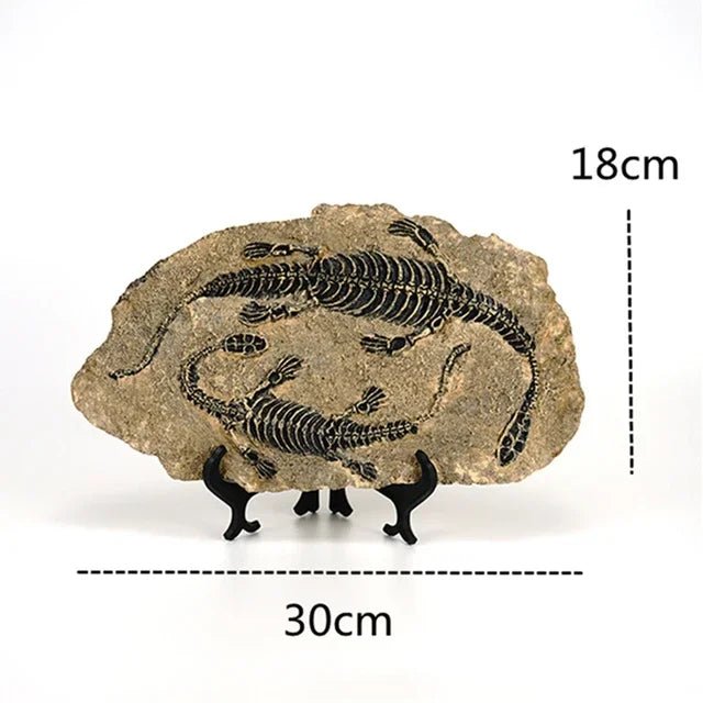 Dinosaur Fossil Statue - My Own Cosmos